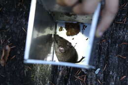 Image of Taiwan Field Mouse