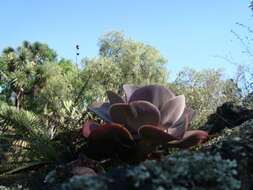 Image of Echeveria gibbiflora DC.