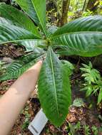 Image de Psychotria grandis Sw.