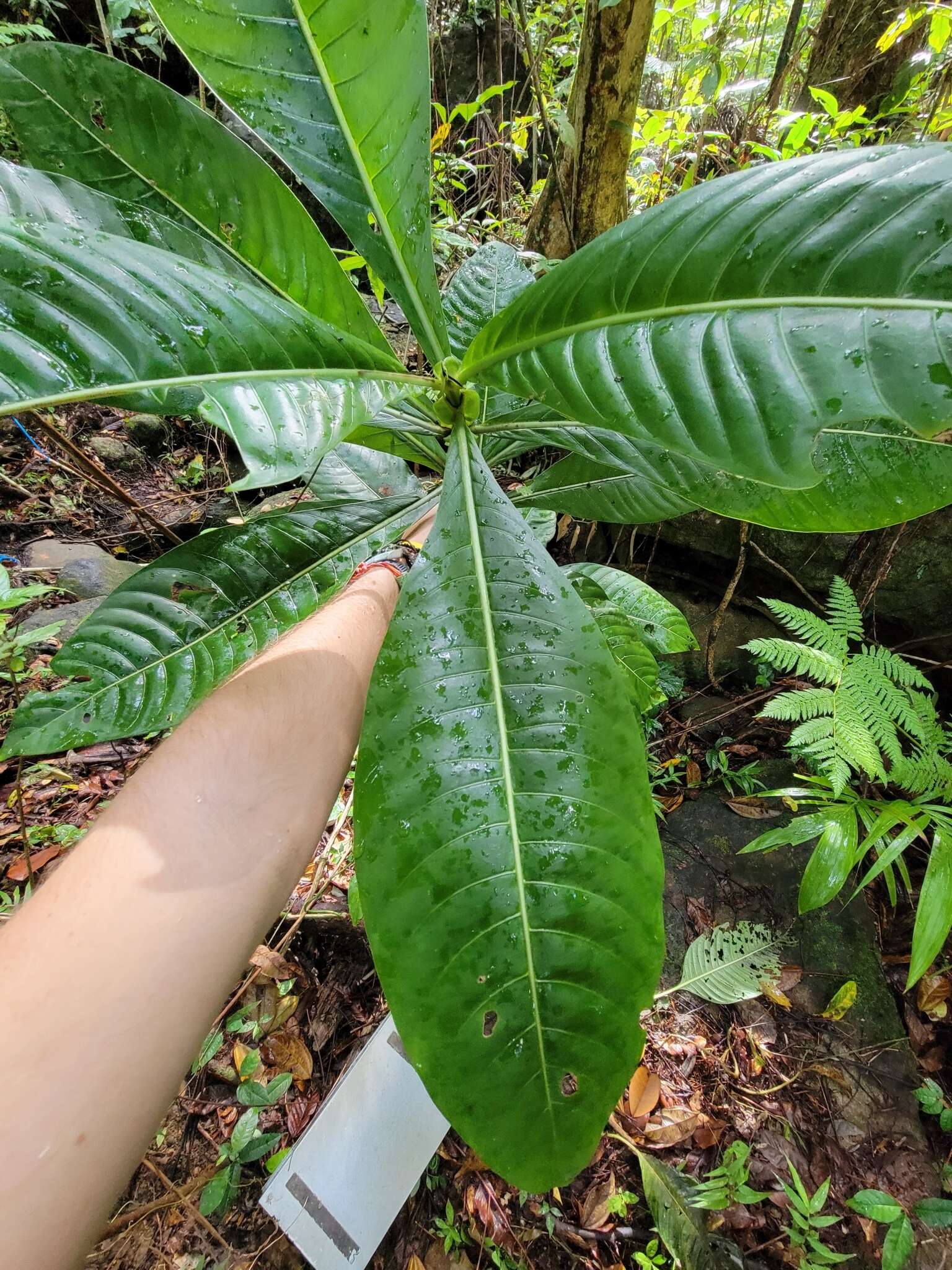 Image de Psychotria grandis Sw.