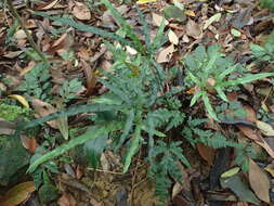 Image of Pteris dimorpha Copel.