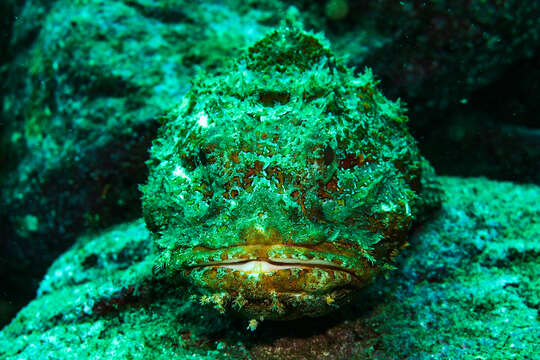 Image of Pacific Spotted Scorpionfish