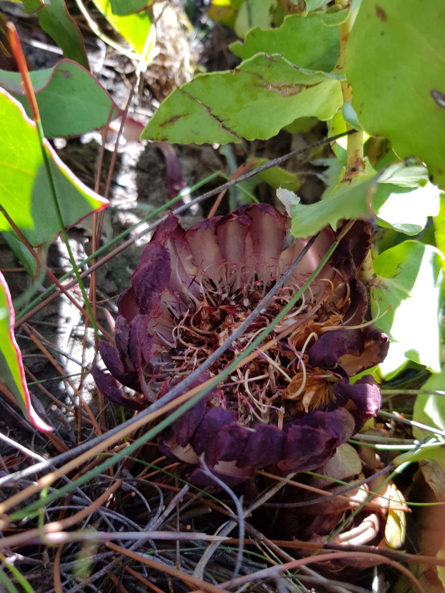 Image de Protea amplexicaulis (Salisb.) R. Br.