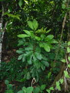 Cupania americana L.的圖片