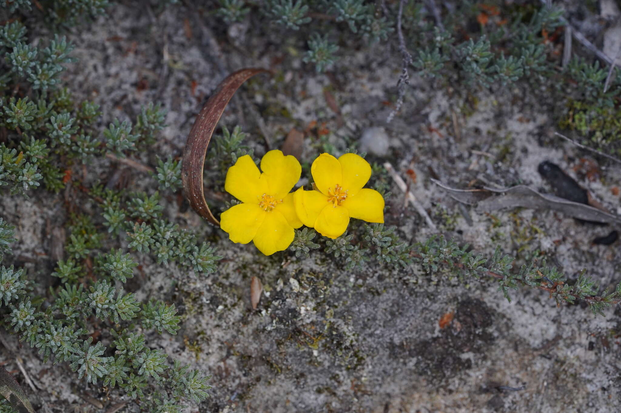 Hibbertia prostrata Hook. resmi