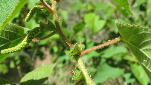 Sivun Acalypha plicata Müll. Arg. kuva