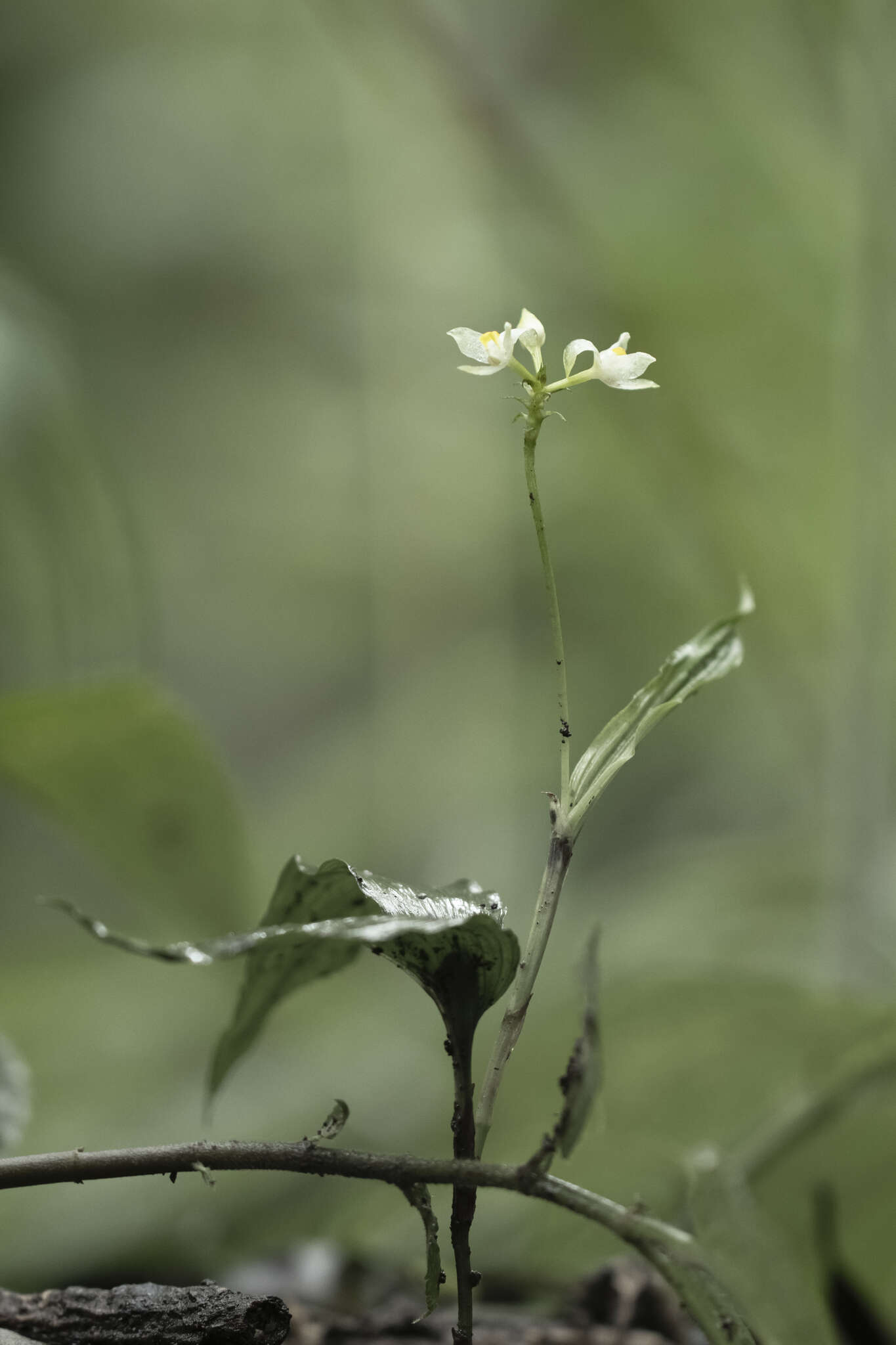 Sivun Tropidia nipponica Masam. kuva