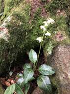 Image of Pyrola alboreticulata Hayata