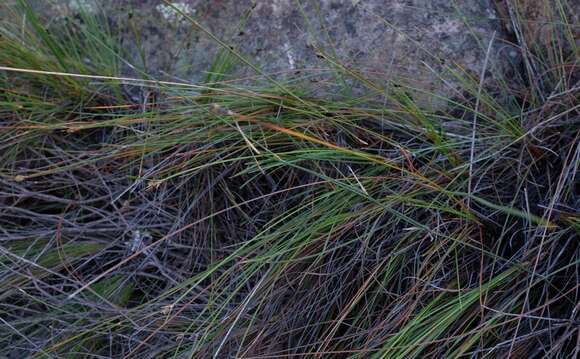 Image of Ficinia petrophylla T. H. Arnold & Gordon-Gray