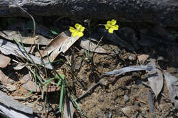 Image of Goodenia macbarronii R. Carolin