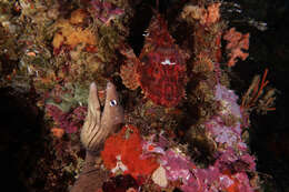 Image of Grey moray