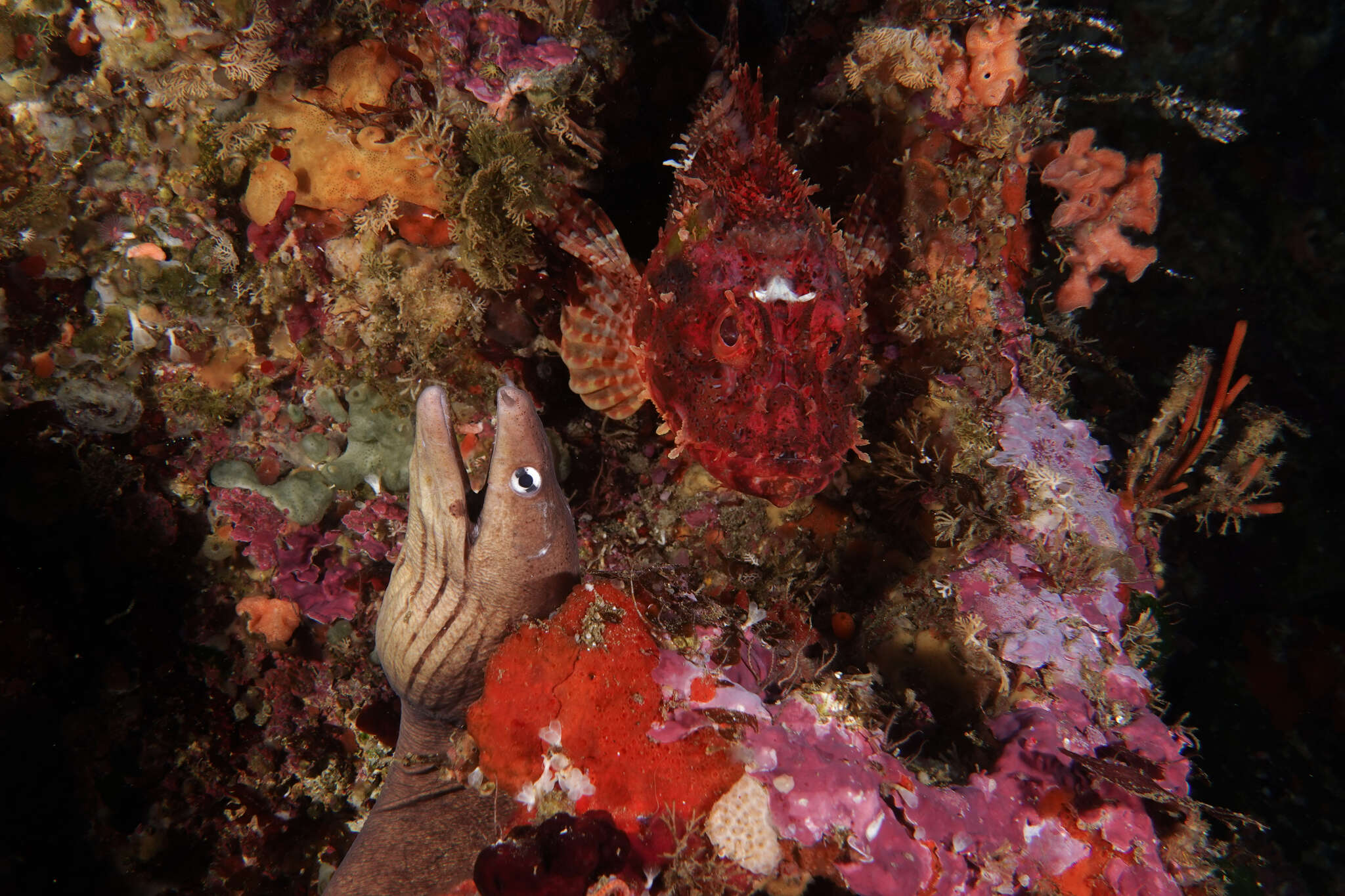 Image of Grey moray