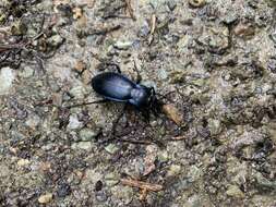 Carabus (Morphocarabus) scheidleri Panzer 1799 resmi