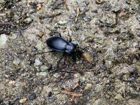 Image of Carabus (Morphocarabus) scheidleri Panzer 1799