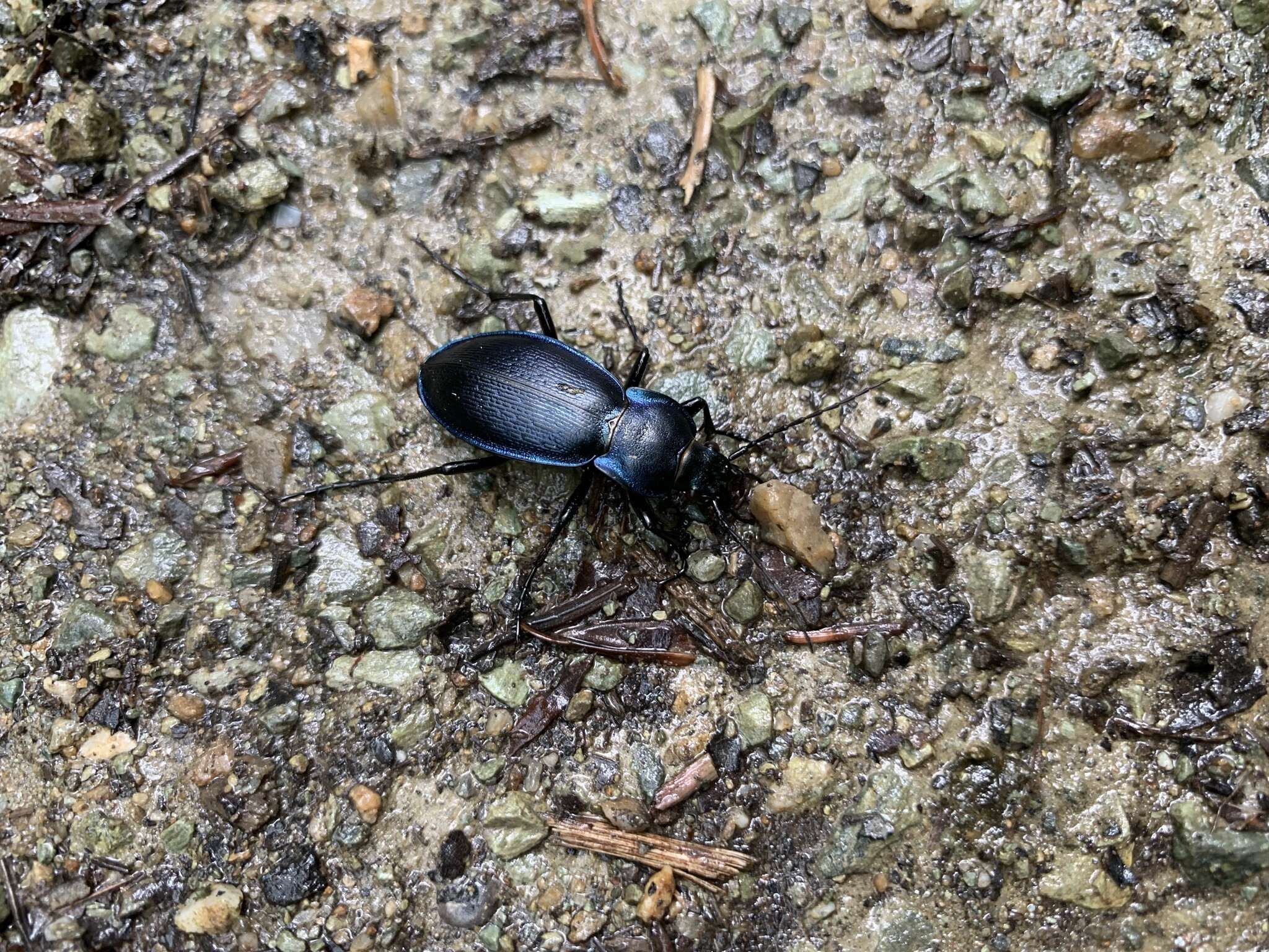 Carabus (Morphocarabus) scheidleri Panzer 1799 resmi