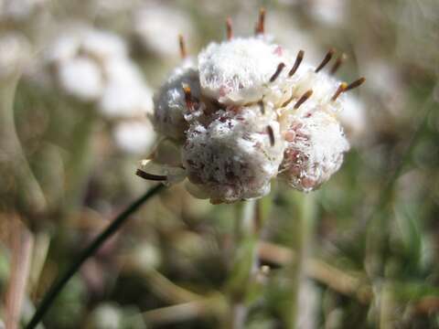 Imagem de Antennaria neglecta Greene