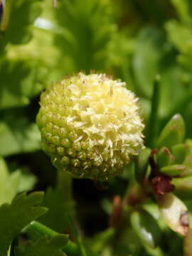 Image of Leptinella potentillina F. Müll.