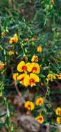 Bossiaea linophylla R. Br. resmi