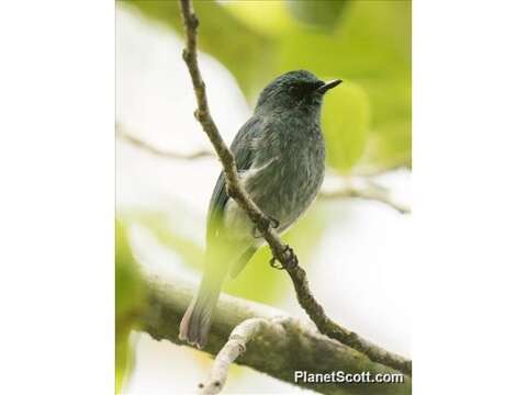 Image of Island Flycatcher