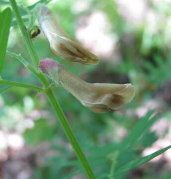 Imagem de Vicia abbreviata Spreng.