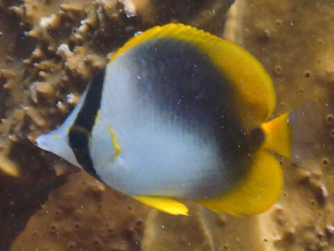 Image of Somali Butterflyfish