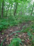 Image of eastern bottlebrush grass