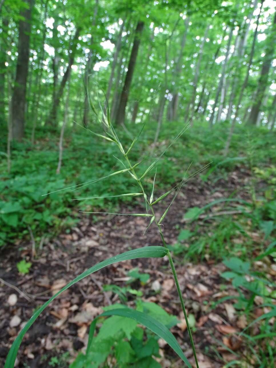 Image de Elymus hystrix var. hystrix