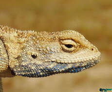 Image of Anderson's Agama