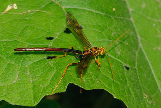 Image of Megarhyssa macrura icterosticta Michener 1939