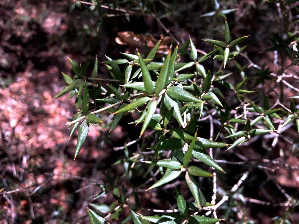 Image of Alyxia ruscifolia R. Br.