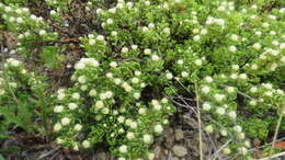 Image of Baccharis magellanica (Lam.) Pers.