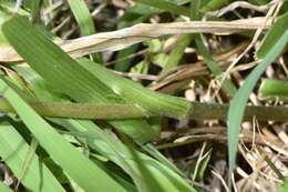 Image of diffuse spiderwort