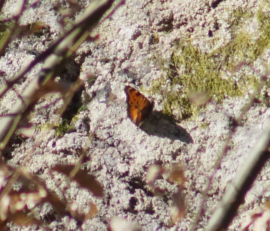 Nymphalis polychloros Linnaeus 1758 resmi