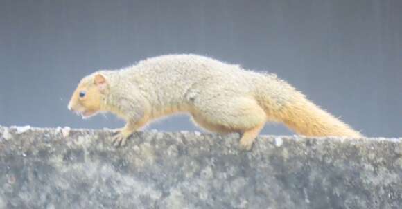 Image of Red Bush Squirrel