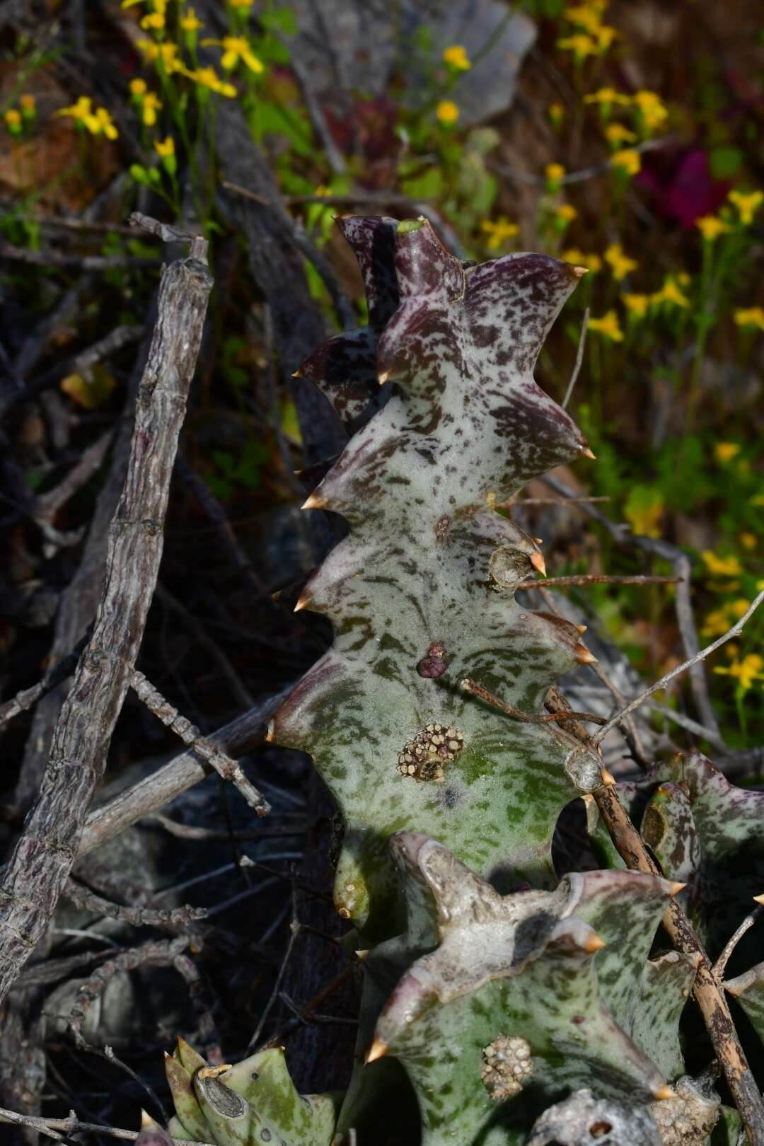Image of Ceropegia nevillei Bruyns