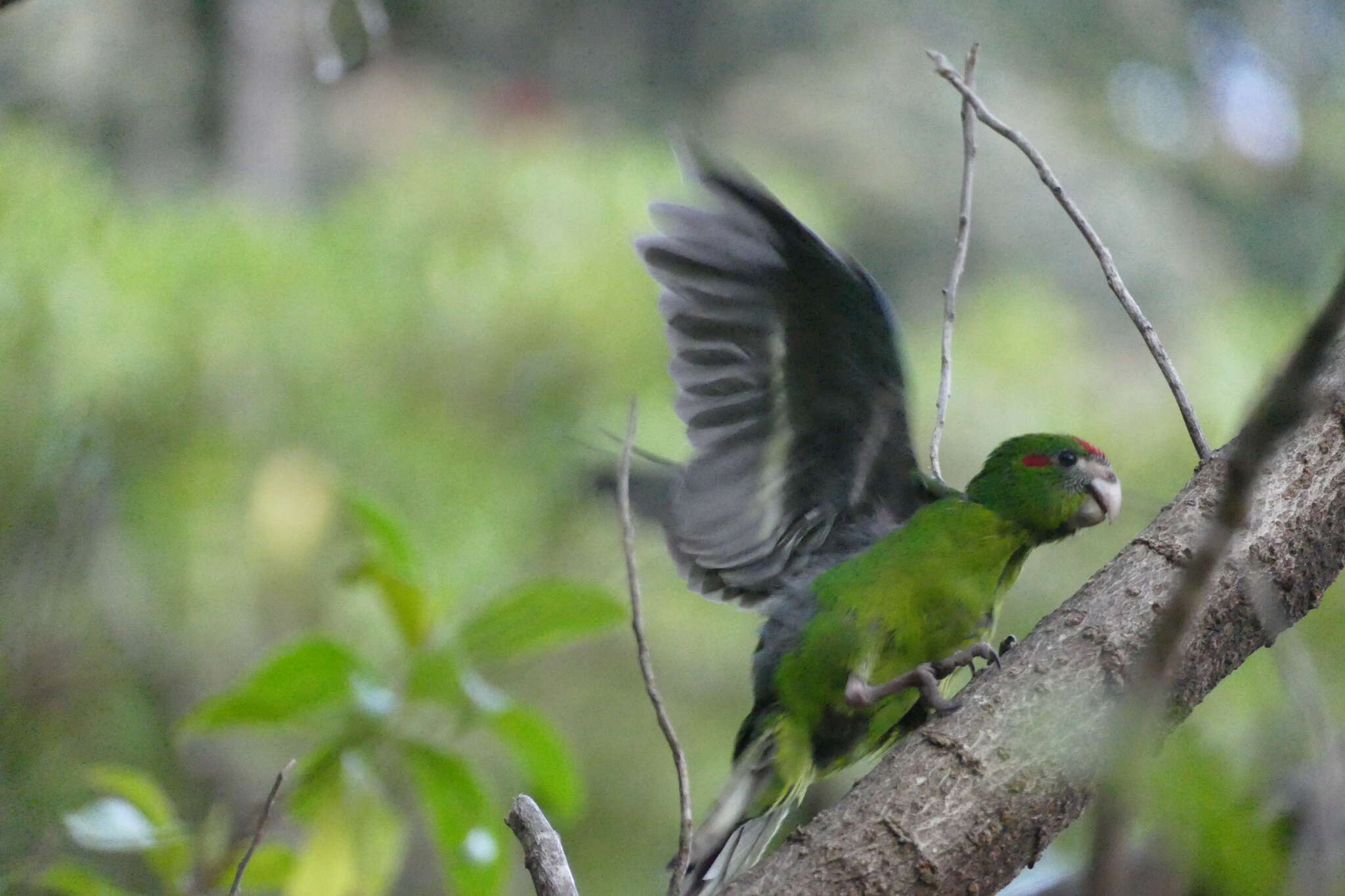 Image of Kermadec Parakeet