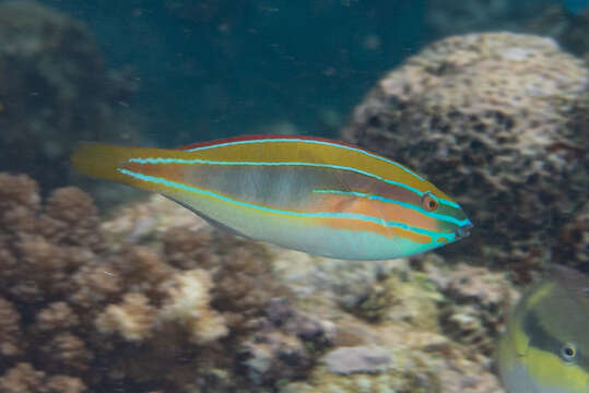 Image of Blue-ribbon wrasse