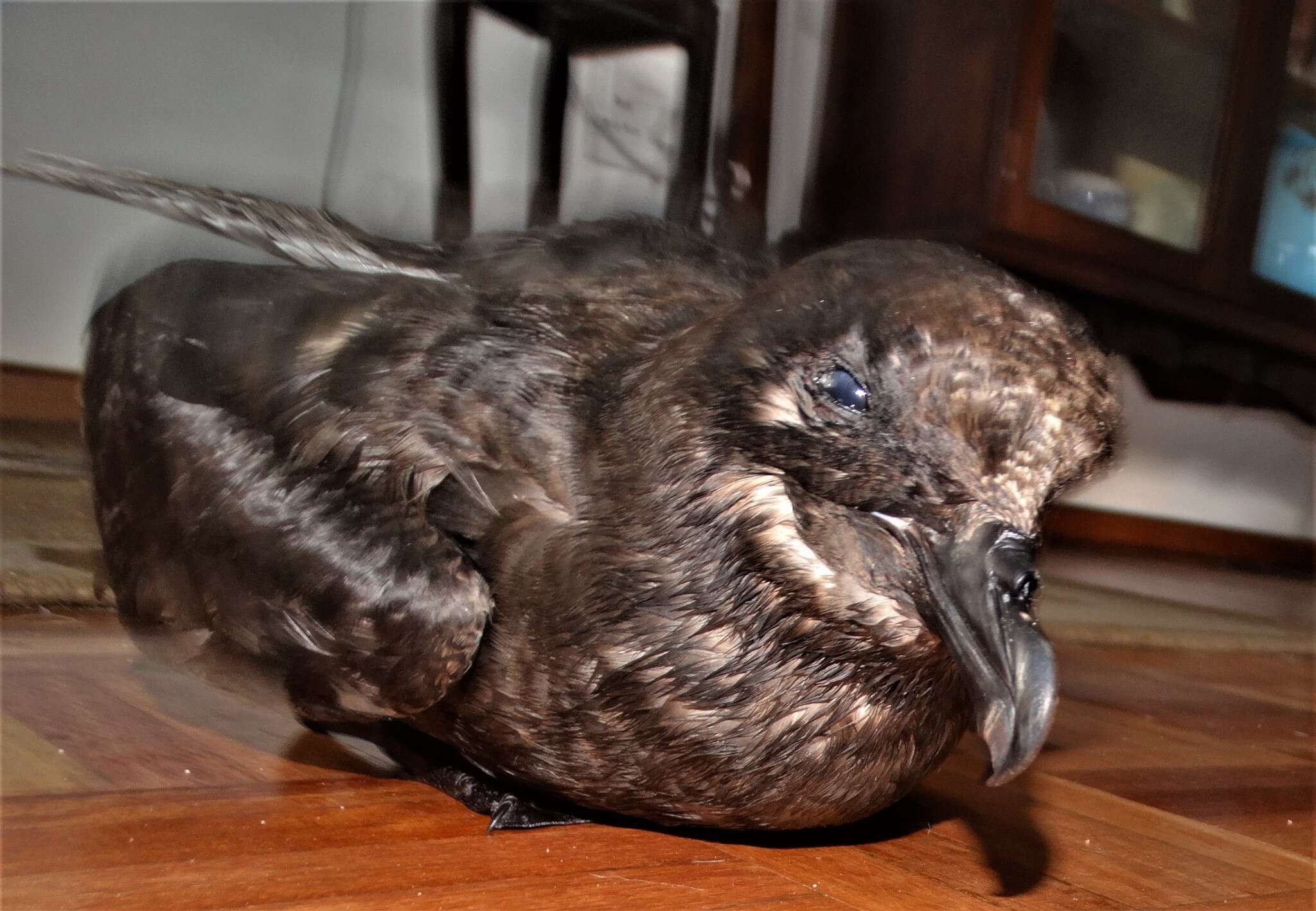 Image of Great-winged Petrel