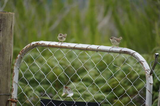 Image of Prinia maculosa exultans Clancey 1982