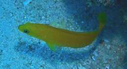 Image of Brown dottyback