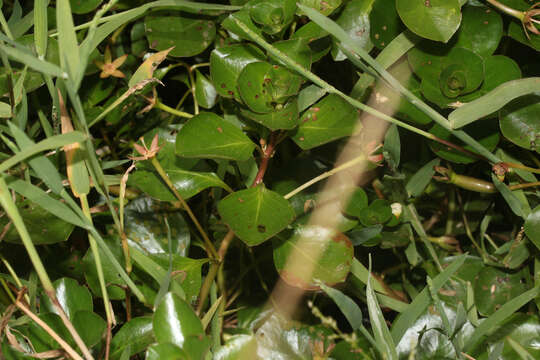 Image of Ludwigia helminthorrhiza (Mart.) Hara