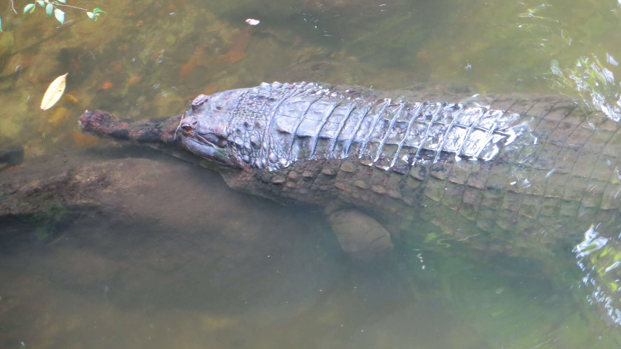 Plancia ëd Tomistoma