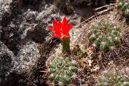 Lobivia maximiliana subsp. caespitosa的圖片