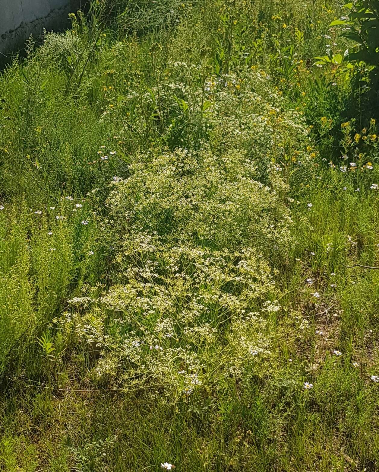 Saposhnikovia divaricata (Turcz.) Schischk.的圖片