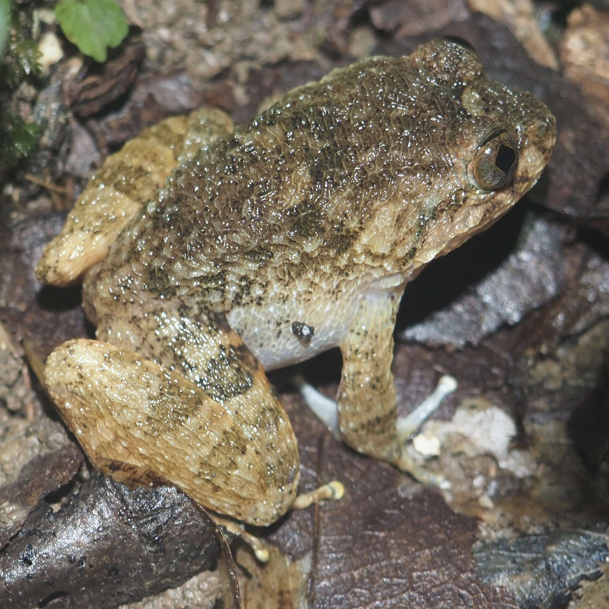 Image of Limnonectes deinodon Dehling 2014