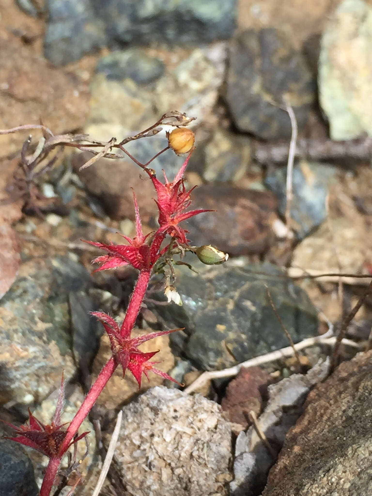 Image of Chorizanthe polygonoides var. polygonoides