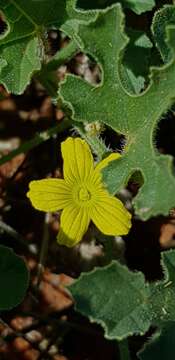 Image of African Wild Cucumber