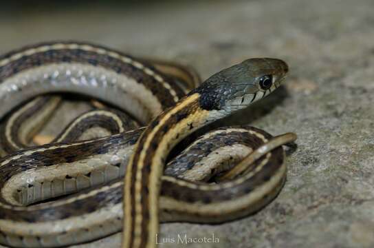 Imagem de Thamnophis cyrtopsis collaris (Jan 1863)