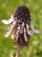 Image of <i>Coleus kirkii</i>