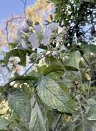 Imagem de Rubus boliviensis Focke